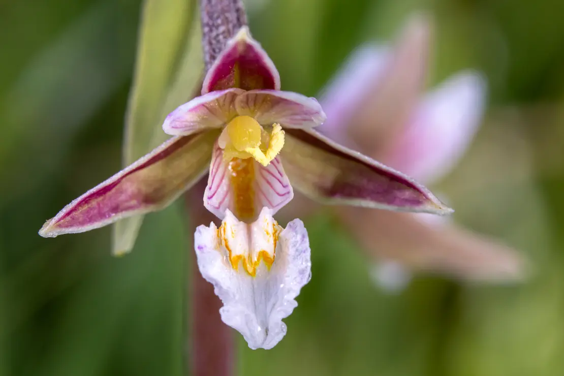 Sumpf-Stendelwurz (Epipactis palustris)